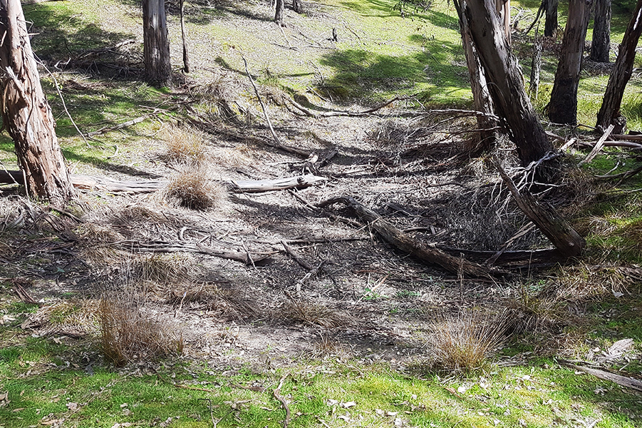Southern Toadlet habitat - Sugarloaf